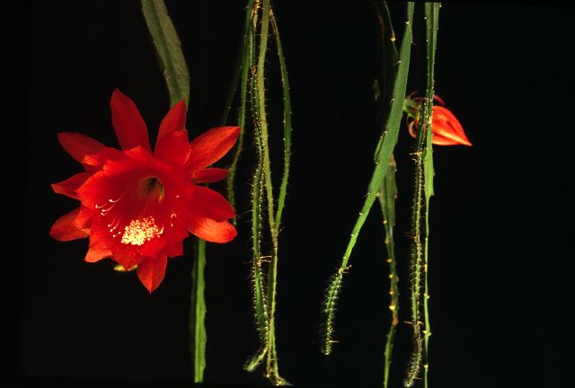 cactusflower1