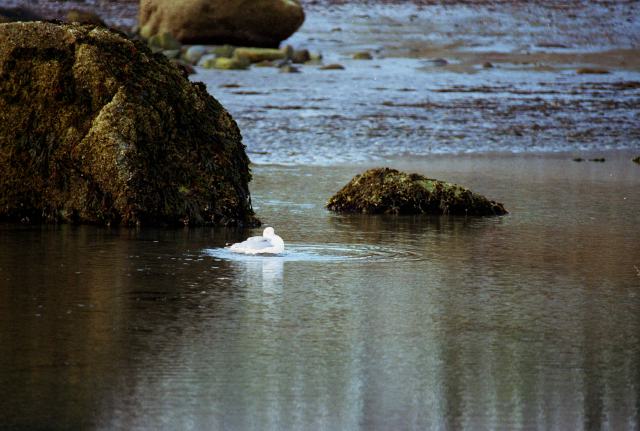 gullonbeach