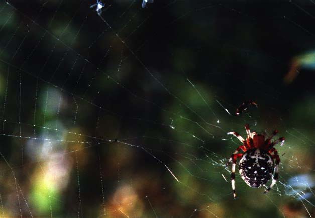 spider