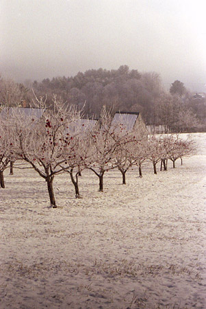 Orchard